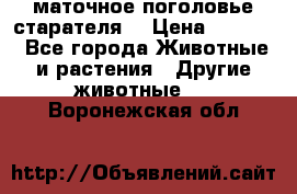 маточное поголовье старателя  › Цена ­ 2 300 - Все города Животные и растения » Другие животные   . Воронежская обл.